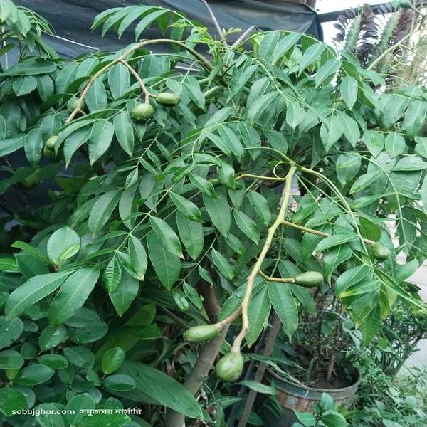 12 mashi thai amra plant - Hog plum - ১২, মাসি থাই আমড়া গাছ। - Image 2