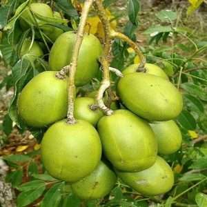 12 mashi thai amra plant - Hog plum - ১২, মাসি থাই আমড়া গাছ।