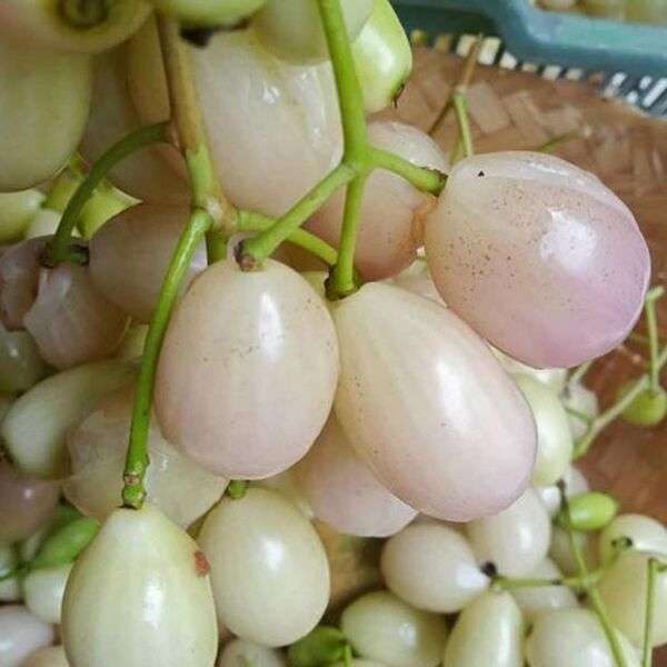 12 month sada jam plant - whit Jamun plants - ১২ মাসি সাদা জাম গাছ।