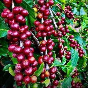 Coffee plant - কফি গাছ।