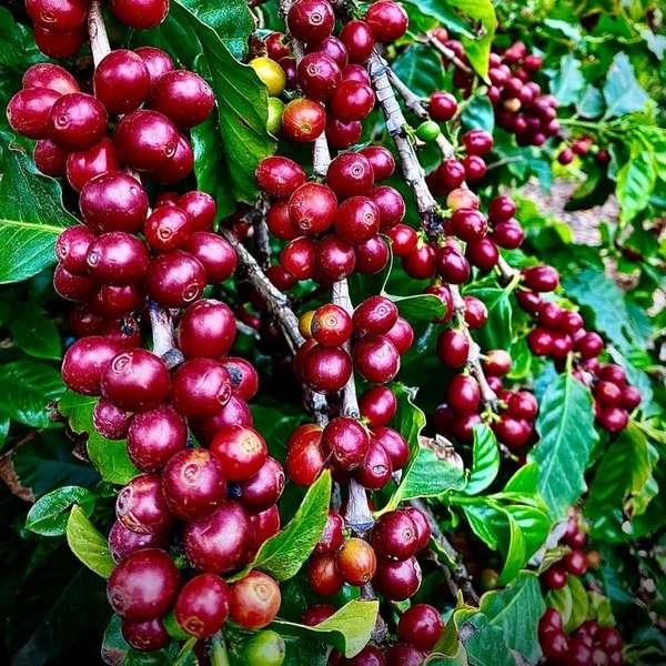 Coffee plant - কফি গাছ।