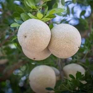 Thai kodbel plant - wood Apple Plant - থাই কদবেল গাছ।