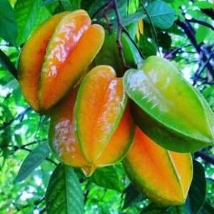 Star fruit plant thai - থাই মিষ্টি কামরাঙ্গা গাছ।