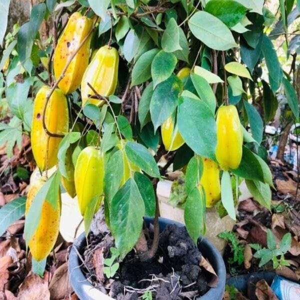Star fruit plant thai - থাই মিষ্টি কামরাঙ্গা গাছ। - Image 2
