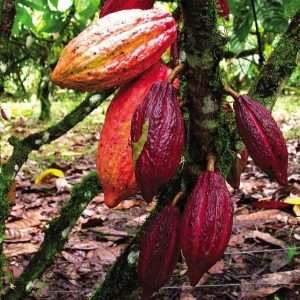 Cocoa fruit plant - চকলেট ফল গাছ।