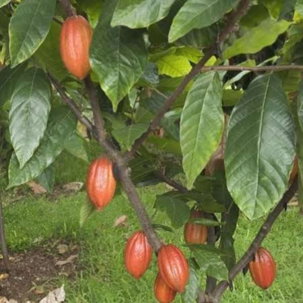 Cocoa fruit plant - চকলেট ফল গাছ। - Image 2