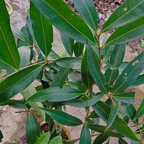 Golap jam plant - গোলাপজাম ফল গাছ। - Image 2