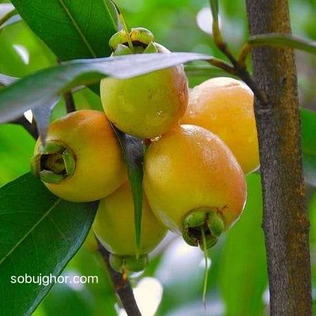 Golap jam plant - গোলাপজাম ফল গাছ।