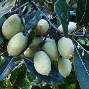 জলপাই গাছ - Bengli Olive plants