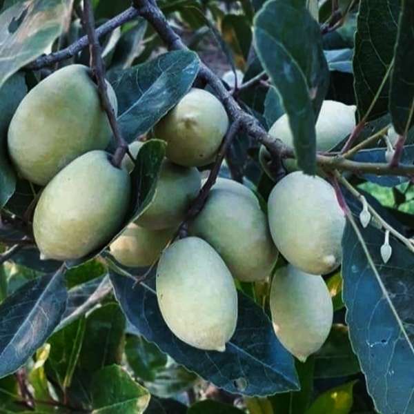 জলপাই গাছ - Bengli Olive plants