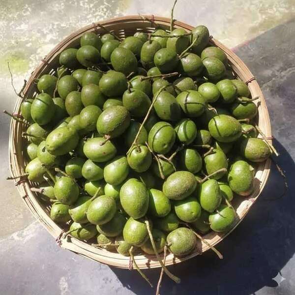 জলপাই গাছ - Bengli Olive plants - Image 2