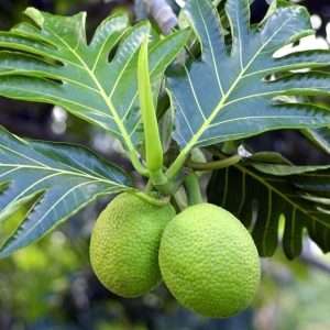 Bread fruit plant