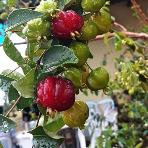 Surinam Cherry - সুরিনাম চেরি।
