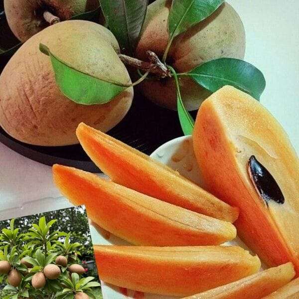 Thai sobeda plant - Sapodilla plant - থাই সবেদা গাছ। - Image 2