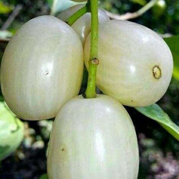 12 month sada jam plant - whit Jamun plants - ১২ মাসি সাদা জাম গাছ। - Image 2