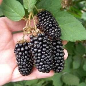 black berry fruit plant - ব্লাক বেরী ফল গাছ