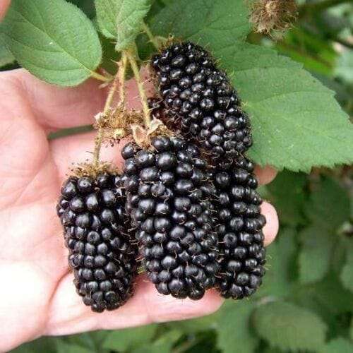 black berry fruit plant - ব্লাক বেরী ফল গাছ