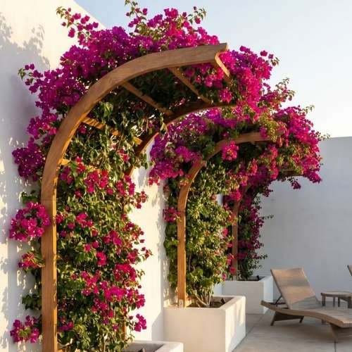 Roof Rooftop garden ছাদ বাগান Balcony Garden - Image 4