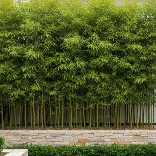 Roof Rooftop garden ছাদ বাগান Balcony Garden - Image 2