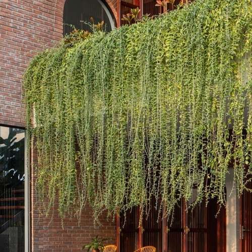 Roof Rooftop garden ছাদ বাগান Balcony Garden - Image 5
