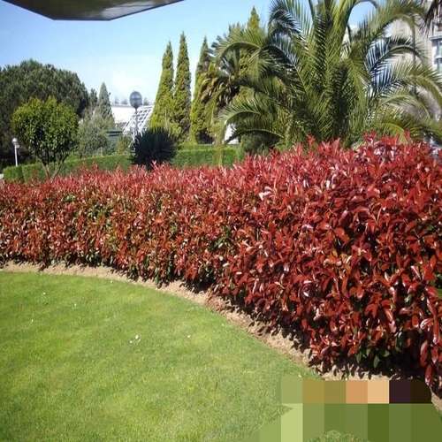 Landscape, Lawn - Image 3