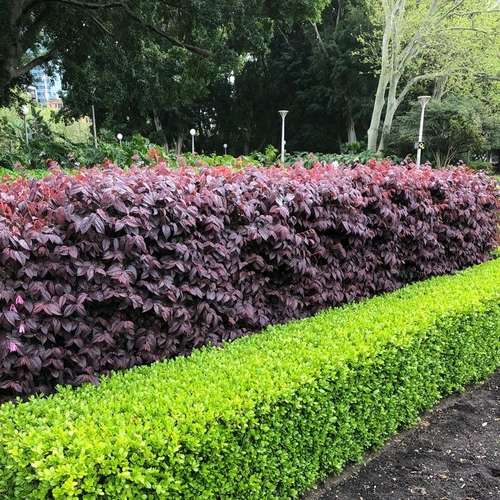 Landscape, Lawn - Image 4