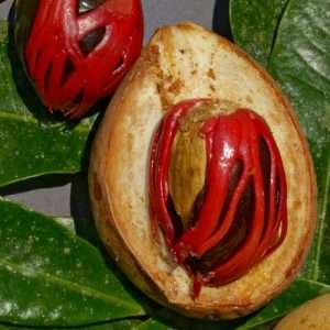 joy fol plant - জয় ফল গাছ।