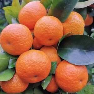 Darjeeling Mandarin - দার্জিলিং কমলা