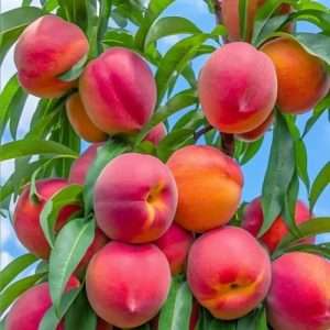 peach fruits - পিস ফল