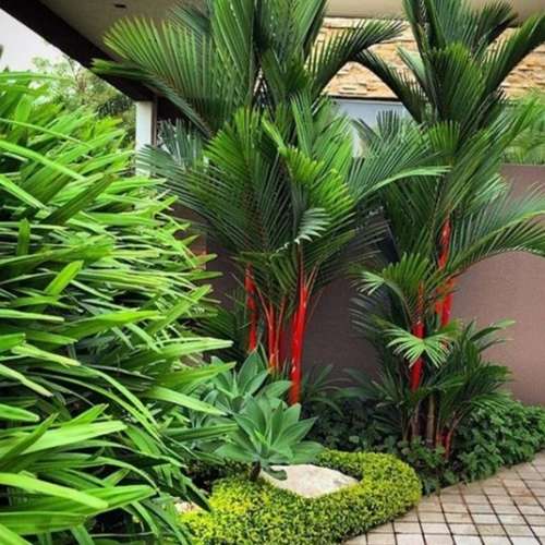 Roof Rooftop garden ছাদ বাগান Balcony Garden - Image 3