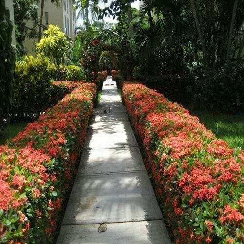 Landscape, Lawn - Image 6