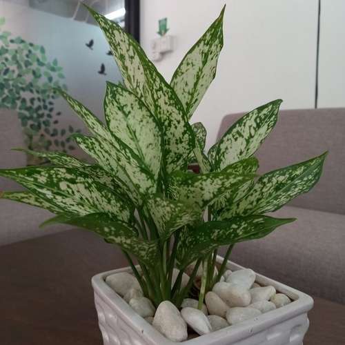 Aglaonema Spring Snow - অ্যাগ্রোনেমা স্নো হোয়াইট