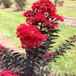 Black Cherry Flower plant- ব্ল্যাক চেরি ফুল - Black Diamond Crape Myrtle