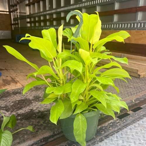 Philodendron - Lemon Lime - মনেস্টারা লেমন লাইম।