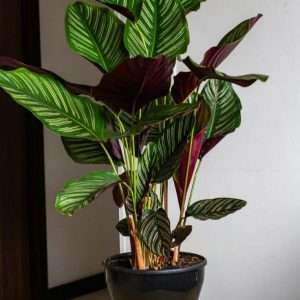 Pinstripe Calathea - (Prayer Plant) প্রার্থনা গাছ - চিরুনি মেরেন্ডা।