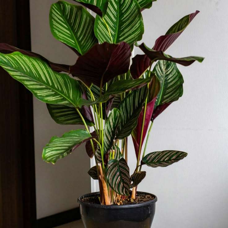 Pinstripe Calathea - (Prayer Plant) প্রার্থনা গাছ - চিরুনি মেরেন্ডা।