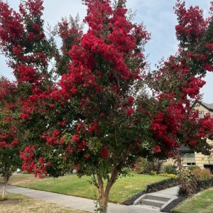 Red Crape Myrtle planr - Cherry Blossom red plant - ​লাল চেরি ফুল