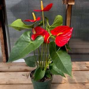 অ্যানথুরিয়াম Anthurium andreanum (Flamingo Flower)