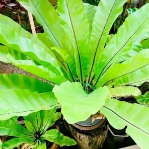 বার্ডস নেস্ট ফার্ন - Bird's Nest Fern