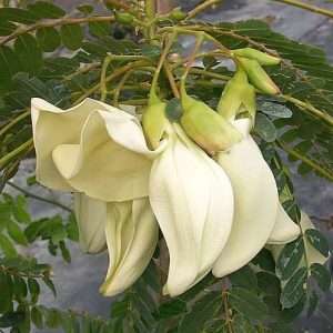 বক ফুল চারা Bok ful Plant Sesbania grandiflora