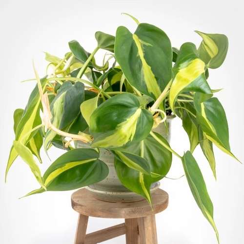 Brasil money plant - Philodendron Brasil - ব্রাজিল মানি প্লান্ট