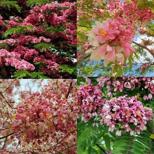 Cassia Javanica - ক্যাশিয়া জ্যাভানিকা - লাল সোনাল। - Image 2