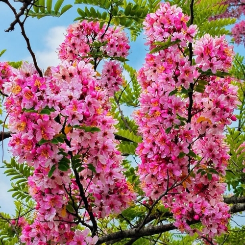 Cassia Javanica - ক্যাশিয়া জ্যাভানিকা - লাল সোনাল।