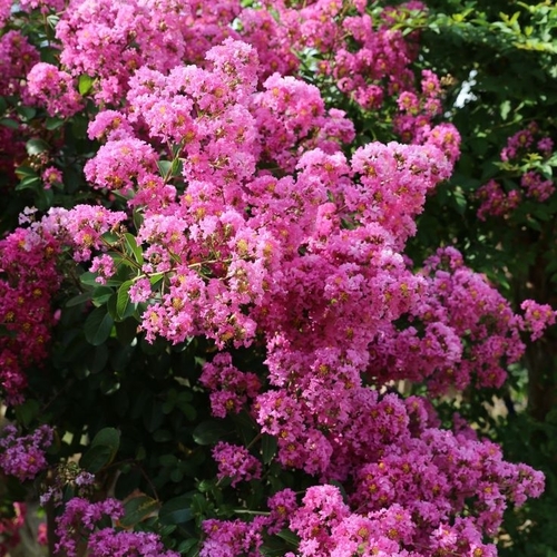 চেরি ফুলা গোলাপি - Pink cherry Flower plant - blossom Pink - Image 2
