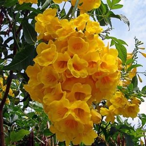 Tecoma stans - Yellow Elder - টিকমা - চন্দ্রপ্রভা