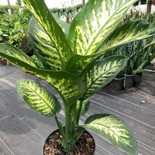 Dieffenbachia - Diamond patabahar- ডায়মন্ড পাতা বাহার।