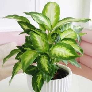 Dwarf Queen patabahar plant - ড্রপ কুইন পাতাবাহার - Dieffenbachia