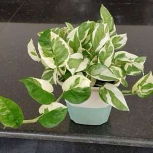 N'Joy Pothos এনজয় পথোস - মনি প্লান্ট