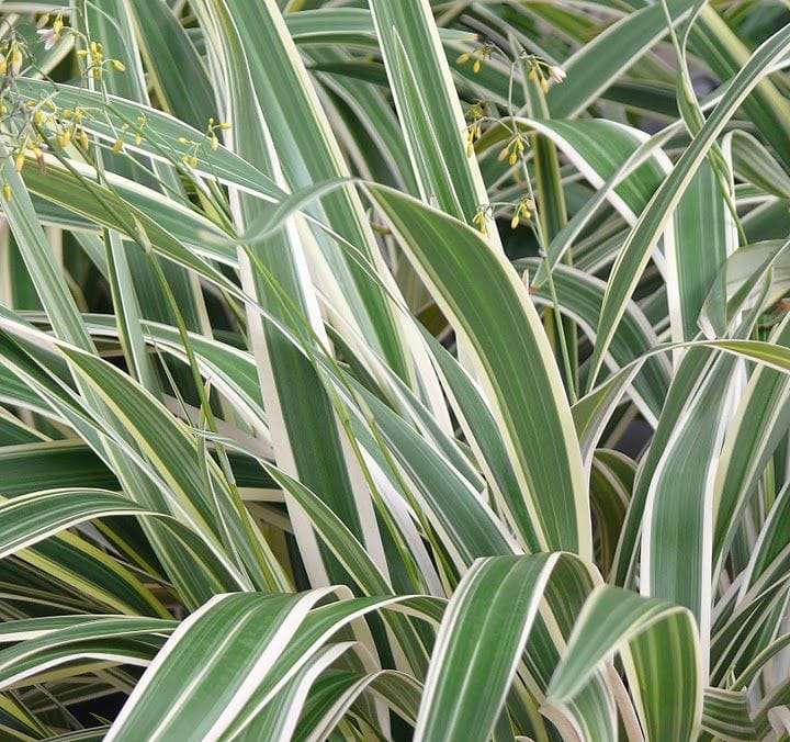 Flax Lily Plant - Spaider Plant - ফ্লাক্স লিলি। - Image 4