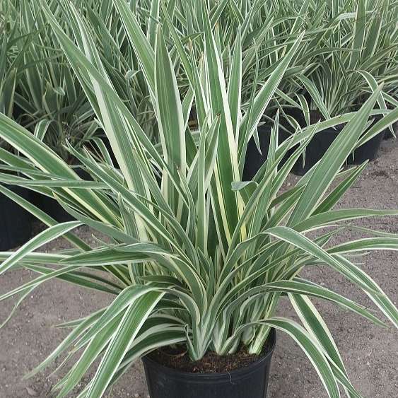 Flax Lily Plant - Spaider Plant - ফ্লাক্স লিলি।